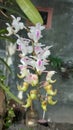A bunch of blooming Aerides odorata