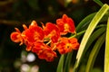 Bunch of blooming beautiful orange color orchid flowers Ascocentrum hybrid Royalty Free Stock Photo