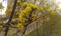 Bunch of blooming Cornelian cherry little bright yellow flowers in spring park