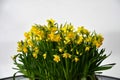 A bunch of blooming daffodils