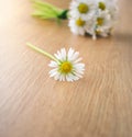 Bunch of blooming daisies on rustic wooden background Royalty Free Stock Photo