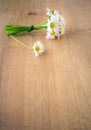 Bunch of blooming daisies on rustic wooden background Royalty Free Stock Photo