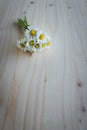 Bunch of blooming daisies on rustic wooden background Royalty Free Stock Photo