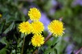 Bunch of blooming dandelions