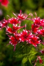 A bunch of blooming fuchsia marguerite flowers