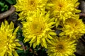 Bunch of blooming golden chrysanthemum flower in a garden