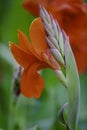 A Bunch of closeup red canna lily flower Royalty Free Stock Photo