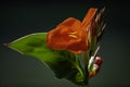 A Bunch of closeup red canna lily flower in blossom Royalty Free Stock Photo