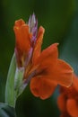 A Bunch of closeup red canna lily flower in blossom Royalty Free Stock Photo