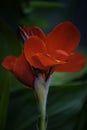 A Bunch of closeup red canna lily flower Royalty Free Stock Photo