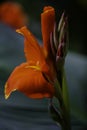 A Bunch of closeup red canna lily flower Royalty Free Stock Photo