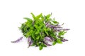 Bunch blooming mint Royalty Free Stock Photo