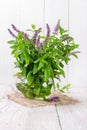 Bunch blooming mint Royalty Free Stock Photo