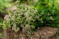 Bunch of flowering oregano. Origanum vulgare, culinary herb, curative plant Royalty Free Stock Photo