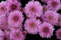 Bunch of blooming pink chrysanthemum flower Royalty Free Stock Photo