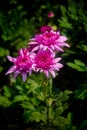 Bunch of blooming Pink Chrysanthemum Flower Royalty Free Stock Photo