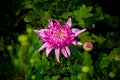 Bunch of blooming Pink Chrysanthemum Flower Royalty Free Stock Photo