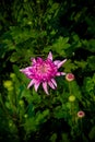 Bunch of blooming Pink Chrysanthemum Flower Royalty Free Stock Photo