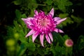 Bunch of blooming Pink Chrysanthemum Flower Royalty Free Stock Photo