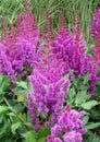 Bunch of Blooming Vivid Purple Astilbe Younique Cerise Flowers with Green Foliage