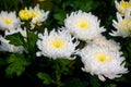 Bunch of blooming white chrysanthemum flower Royalty Free Stock Photo