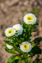 Bunch of blooming white chrysanthemum flower Royalty Free Stock Photo