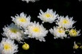 Bunch of blooming white chrysanthemum flower Royalty Free Stock Photo