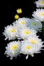 Bunch of blooming white chrysanthemum flower Royalty Free Stock Photo