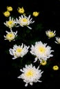 Bunch of blooming white chrysanthemum flower Royalty Free Stock Photo