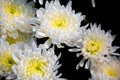 Bunch of blooming white chrysanthemum flower Royalty Free Stock Photo