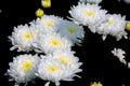 Bunch of blooming white chrysanthemum flower Royalty Free Stock Photo