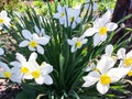 Bunch of blooming white daffodils Royalty Free Stock Photo