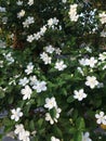 a bunch of blooming white jasmine flowers Royalty Free Stock Photo