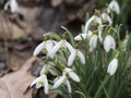 bunch of blooming white snowdrop spring flowers with green leaves on natural bokeh background, selective focus Royalty Free Stock Photo
