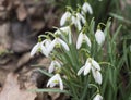 bunch of blooming white snowdrop spring flowers with green leaves on natural bokeh background, selective focus Royalty Free Stock Photo