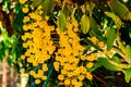 Bunch of blooming yellow orchid flowers or Dendrobium lindleyi Steud or Honey fragrant flowers Royalty Free Stock Photo