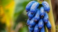 A bunch of blue bananas are hanging from a tree, AI Royalty Free Stock Photo