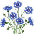 Bunch of blue cornflowers