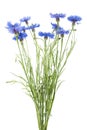 Bunch of blue cornflowers isolated on white background. Bouquet of cornflowers Royalty Free Stock Photo