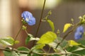 Bunch of blue garden flower Royalty Free Stock Photo