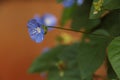 Bunch of blue garden flower Royalty Free Stock Photo