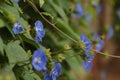 Bunch of blue garden flower Royalty Free Stock Photo