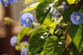 Bunch of blue garden flower Royalty Free Stock Photo