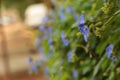 Bunch of blue garden flower Royalty Free Stock Photo