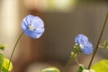 Bunch of blue garden flower Royalty Free Stock Photo