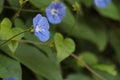 Bunch of blue garden flower Royalty Free Stock Photo