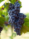 Bunch of blue grapes Royalty Free Stock Photo