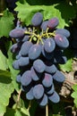 Bunch of blue grapes closeup