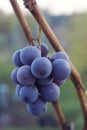 A bunch of blue grapes on a dry branch in autumn without leaves close-up Royalty Free Stock Photo