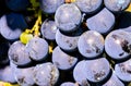 A bunch of blue grapes with a few green grapes in the middle Royalty Free Stock Photo